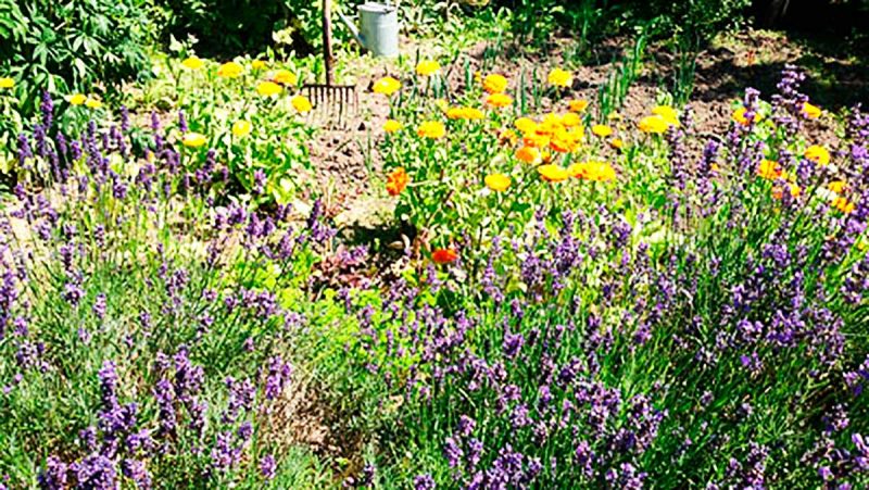 Accommodation with summer flowers in the garden at Albertine Bed and Breakfast